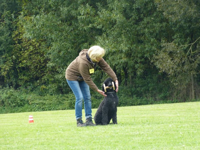 Obedience Prüfung 2015