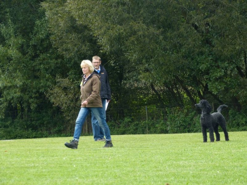 Obedience Prüfung 2015