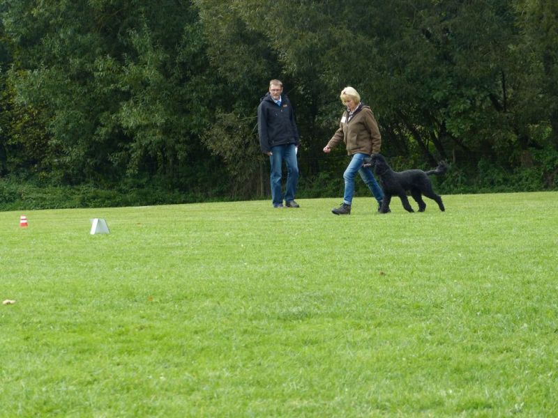 Obedience Prüfung 2015