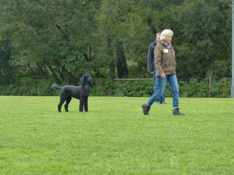 Obedience Prüfung 2015