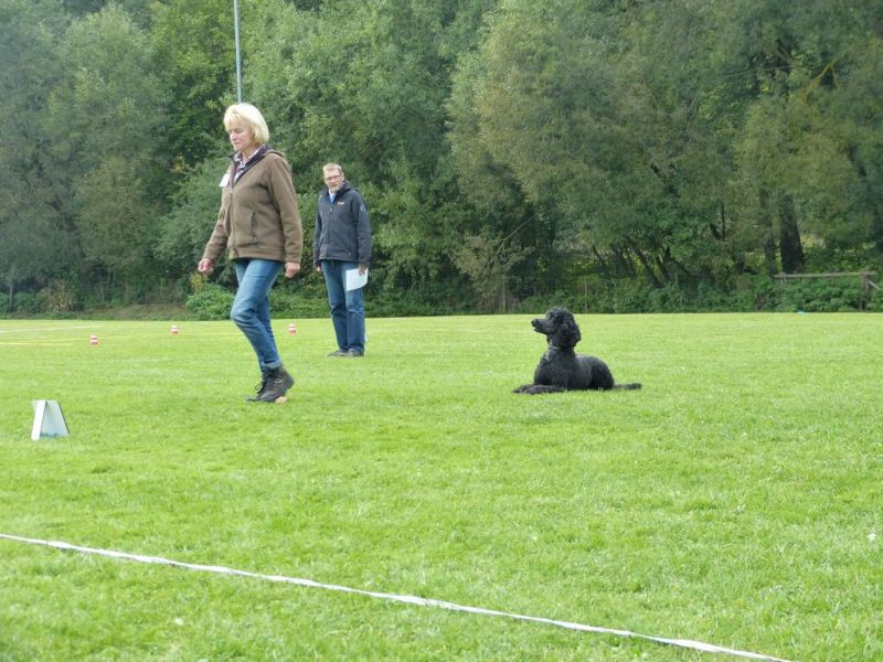 Obedience Prüfung 2015