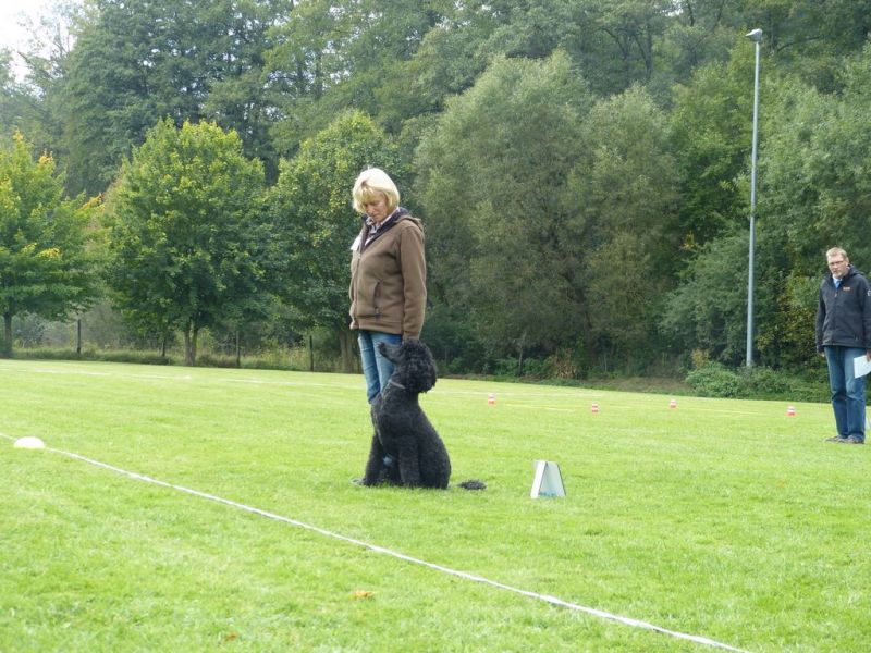 Obedience Prüfung 2015