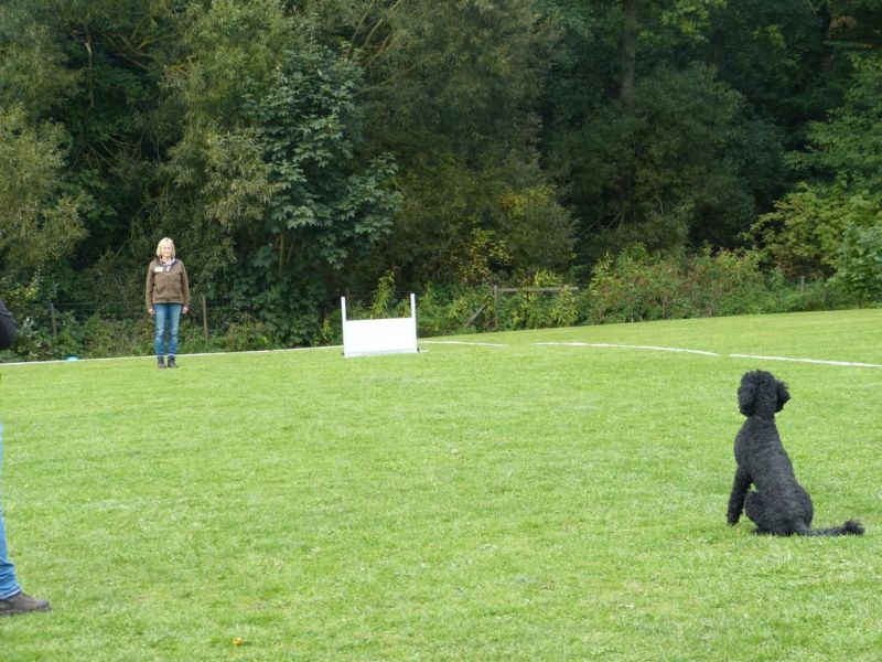 Obedience Prüfung 2015