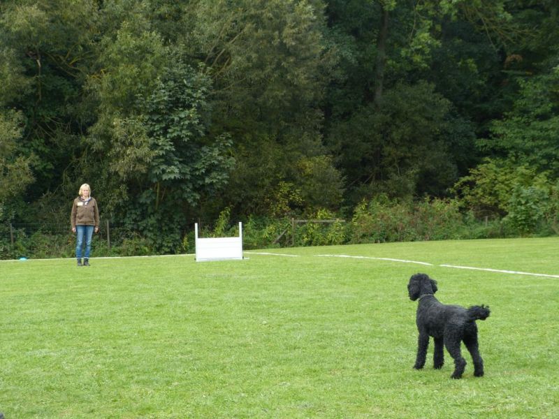 Obedience Prüfung 2015