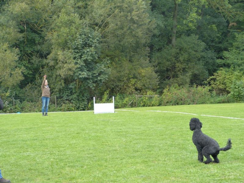 Obedience Prüfung 2015