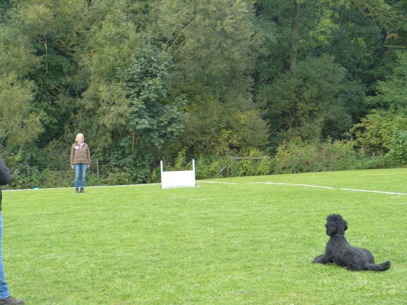 Obedience Prüfung 2015
