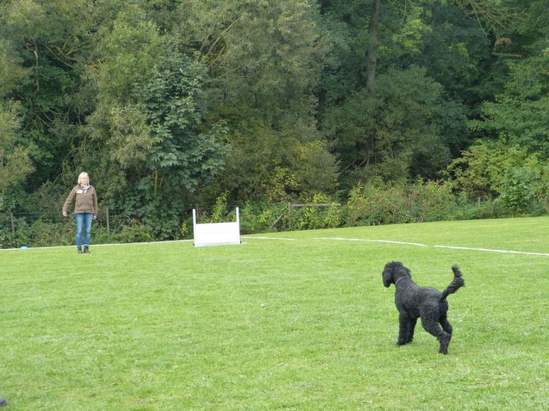 Obedience Prüfung 2015