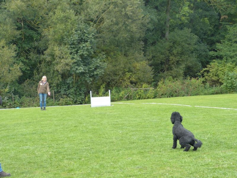 Obedience Prüfung 2015
