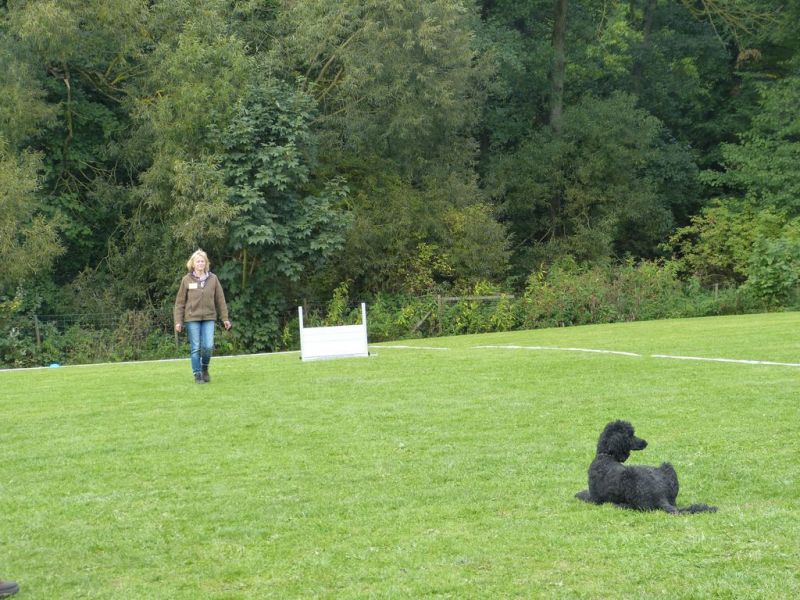 Obedience Prüfung 2015