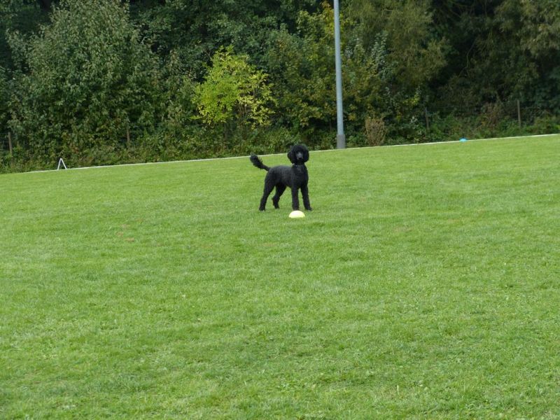 Obedience Prüfung 2015