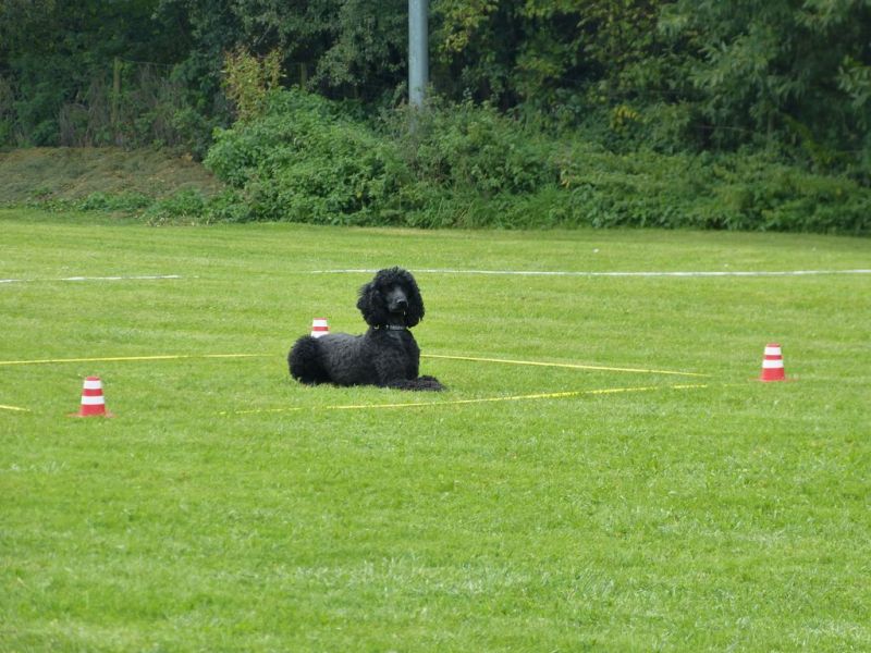 Obedience Prüfung 2015