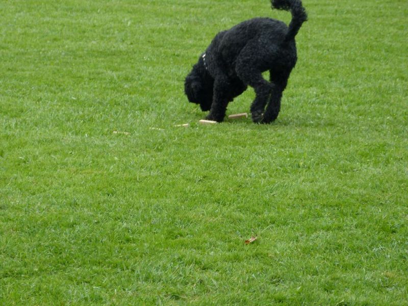 Obedience Prüfung 2015