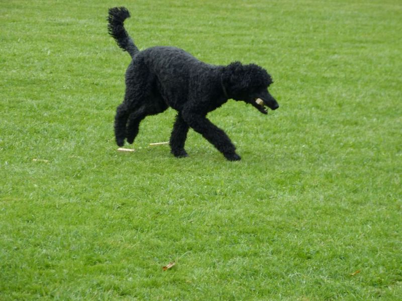 Obedience Prüfung 2015