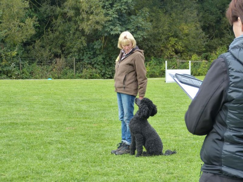 Obedience Prüfung 2015