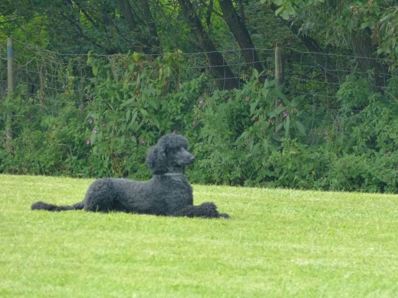 Obedience Prüfung 2015