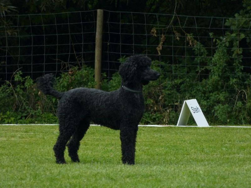 Obedience Prüfung 2015