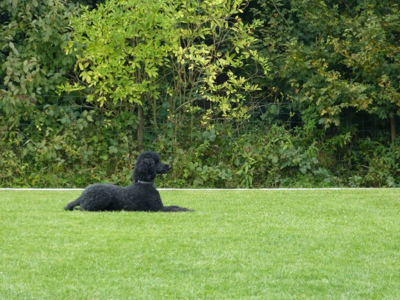Obedience Prüfung 2015