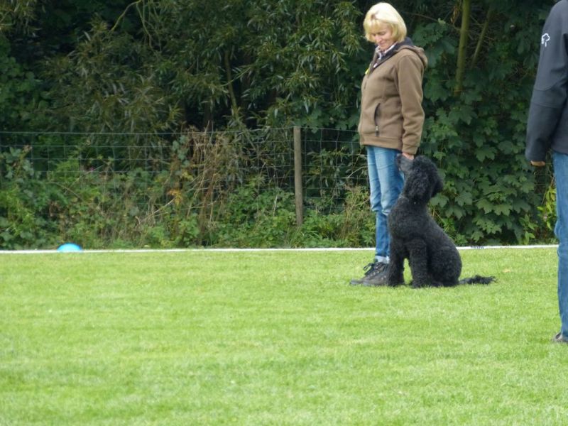 Obedience Prüfung 2015
