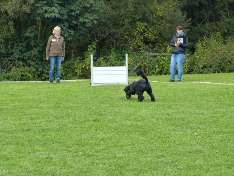 Obedience Prüfung 2015