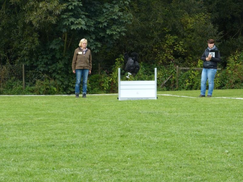 Obedience Prüfung 2015