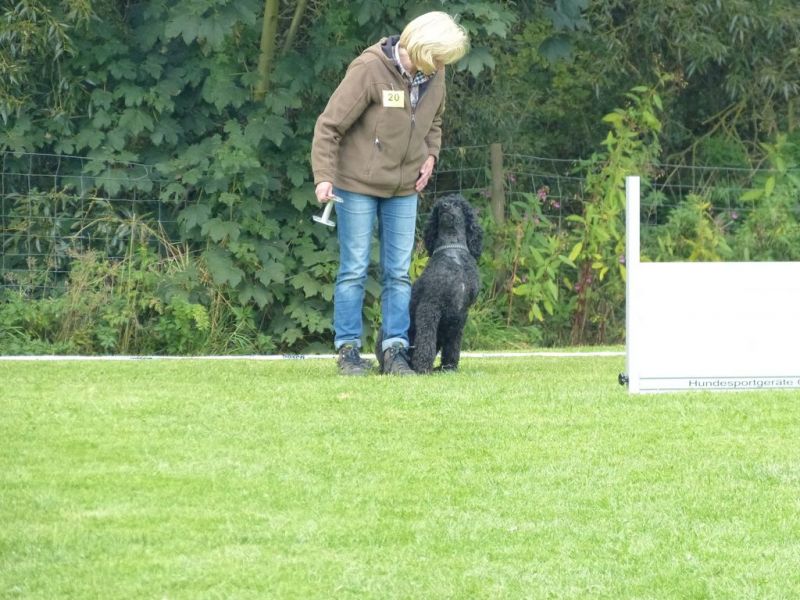 Obedience Prüfung 2015