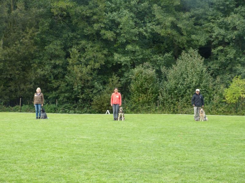 Obedience Prüfung 2015