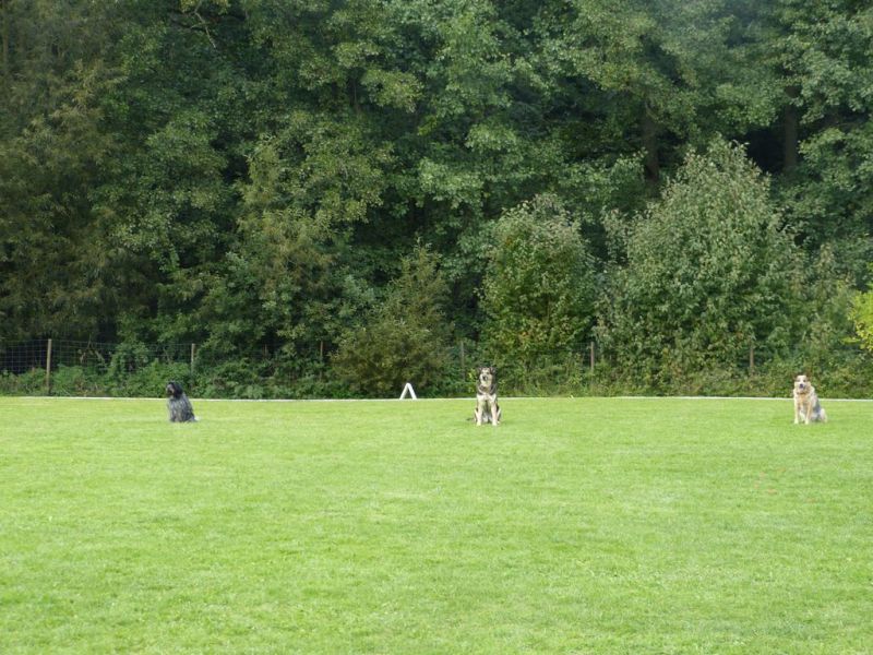 Obedience Prüfung 2015