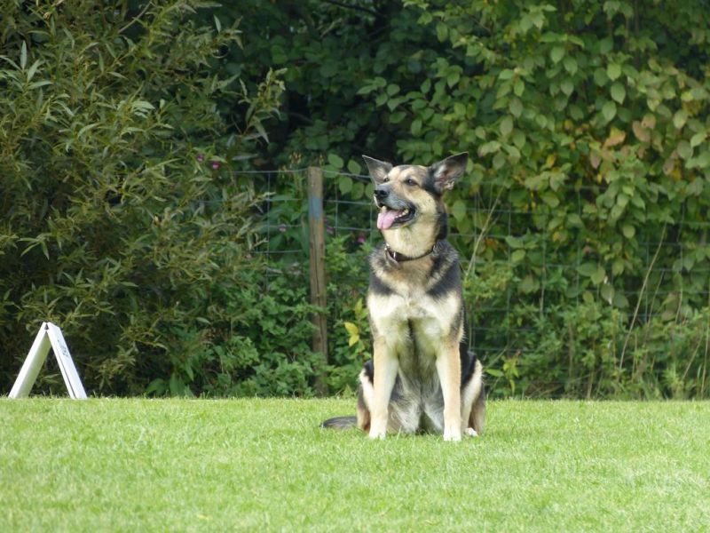 Obedience Prüfung 2015