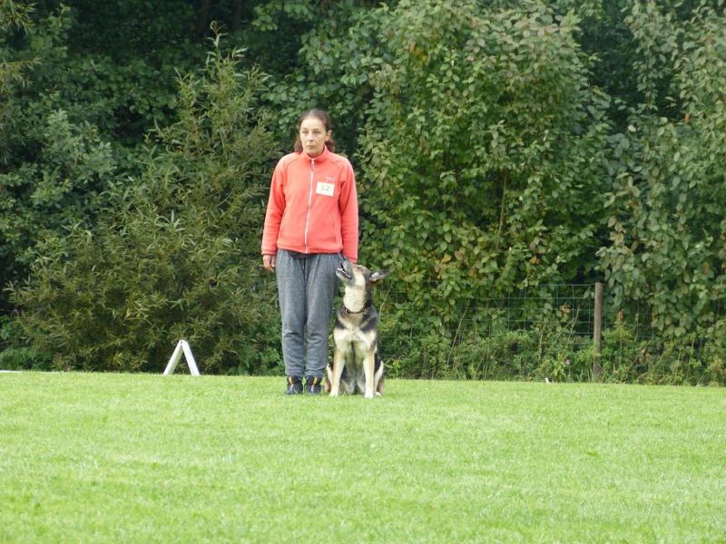 Obedience Prüfung 2015