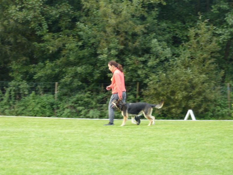 Obedience Prüfung 2015
