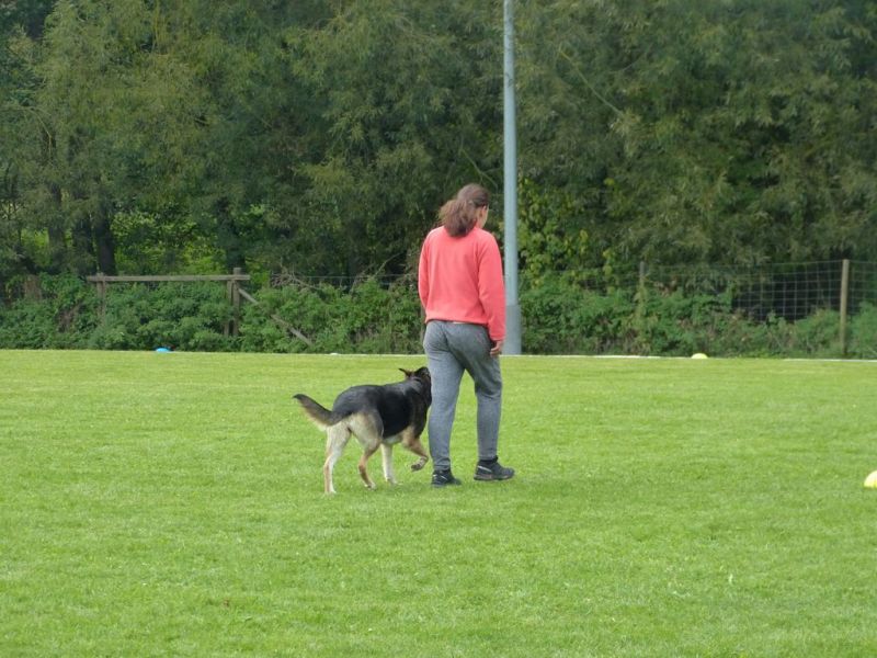 Obedience Prüfung 2015