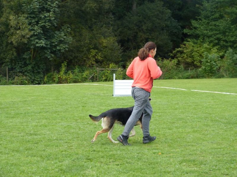 Obedience Prüfung 2015