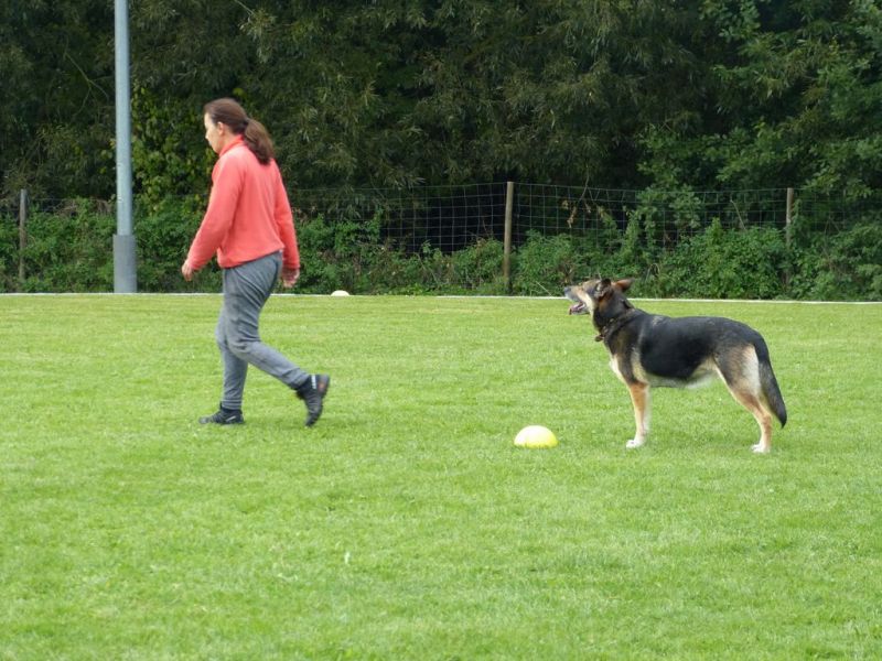 Obedience Prüfung 2015