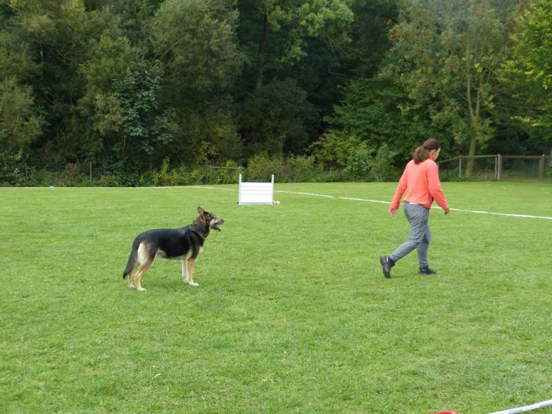Obedience Prüfung 2015