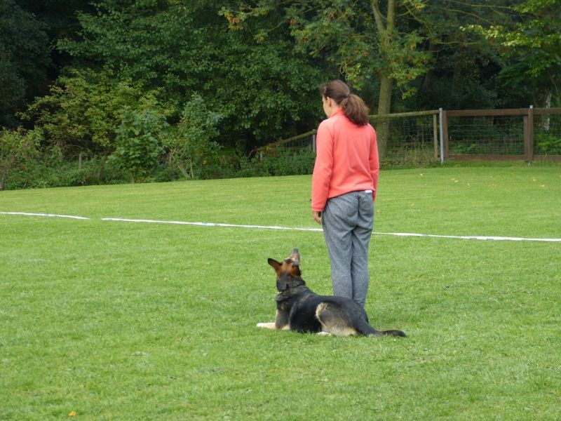 Obedience Prüfung 2015