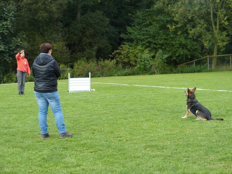 Obedience Prüfung 2015
