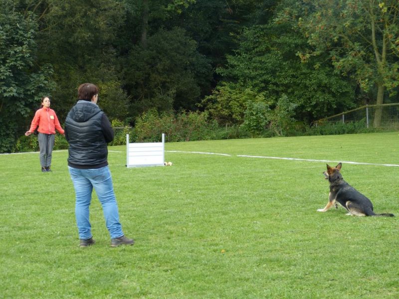 Obedience Prüfung 2015