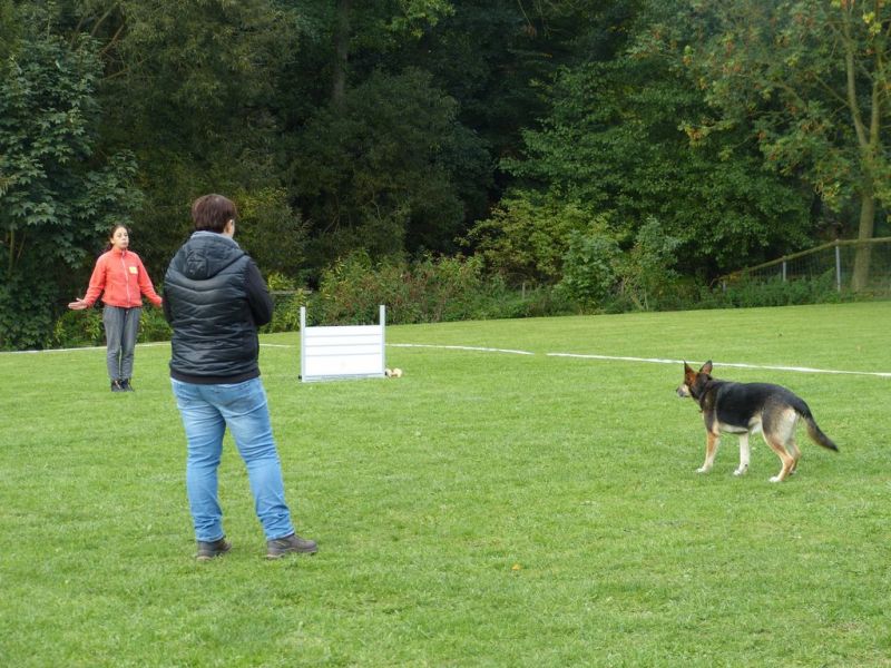 Obedience Prüfung 2015