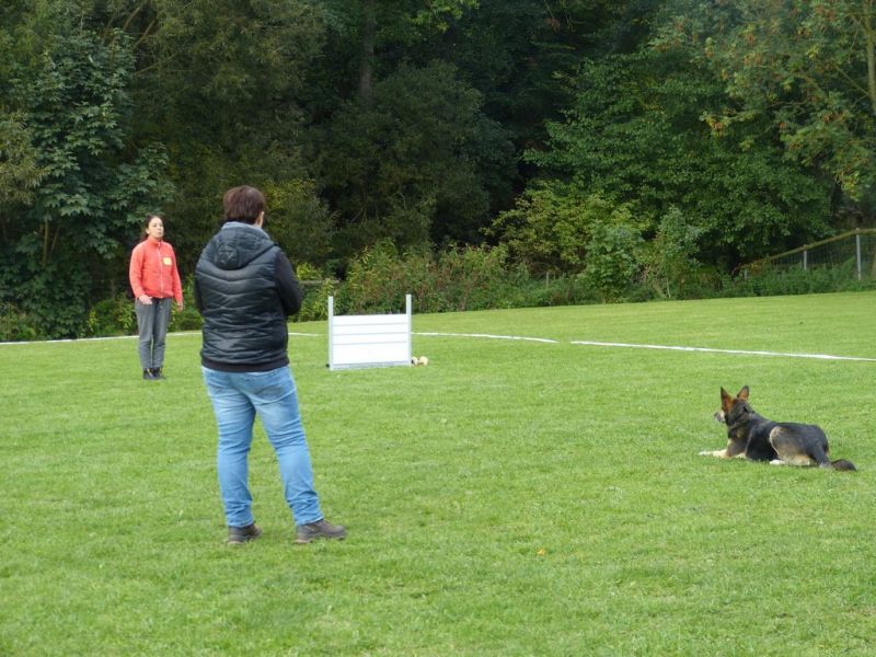 Obedience Prüfung 2015