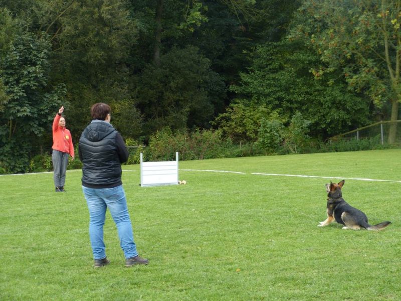 Obedience Prüfung 2015