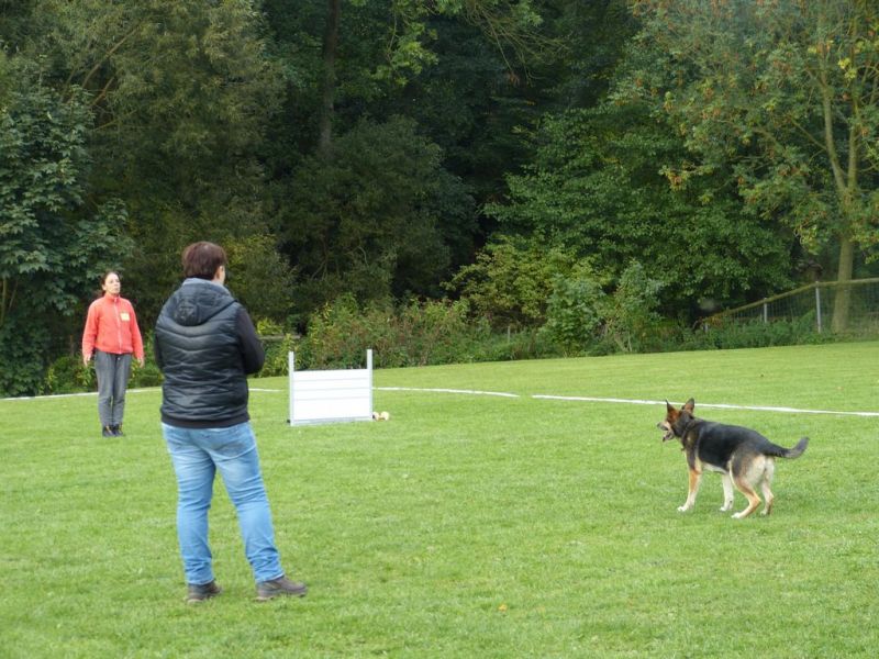 Obedience Prüfung 2015