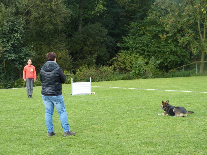 Obedience Prüfung 2015
