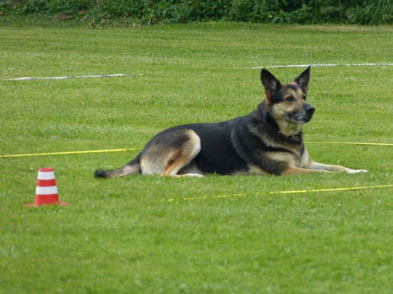 Obedience Prüfung 2015