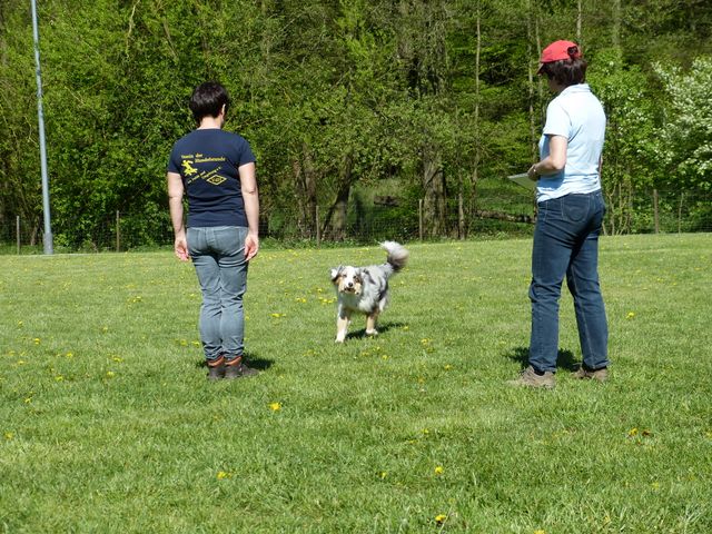 Obi-Prüfung 2016