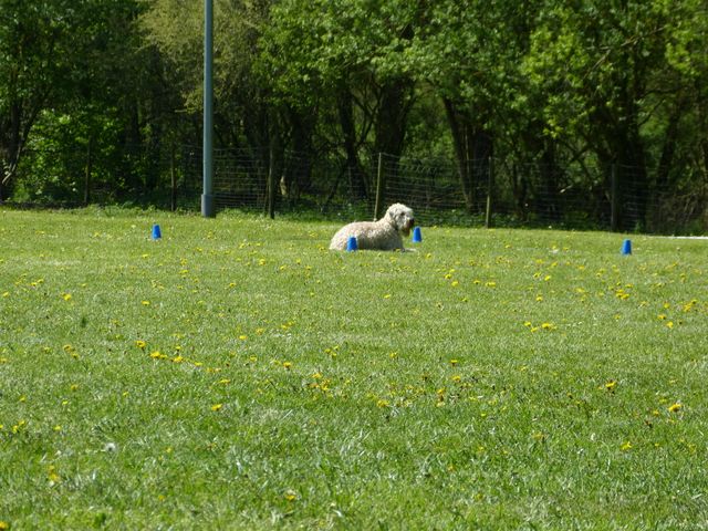 Obi-Prüfung 2016