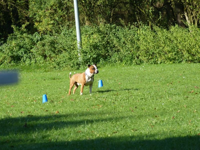 Obi-Prüfung Oktober 2017