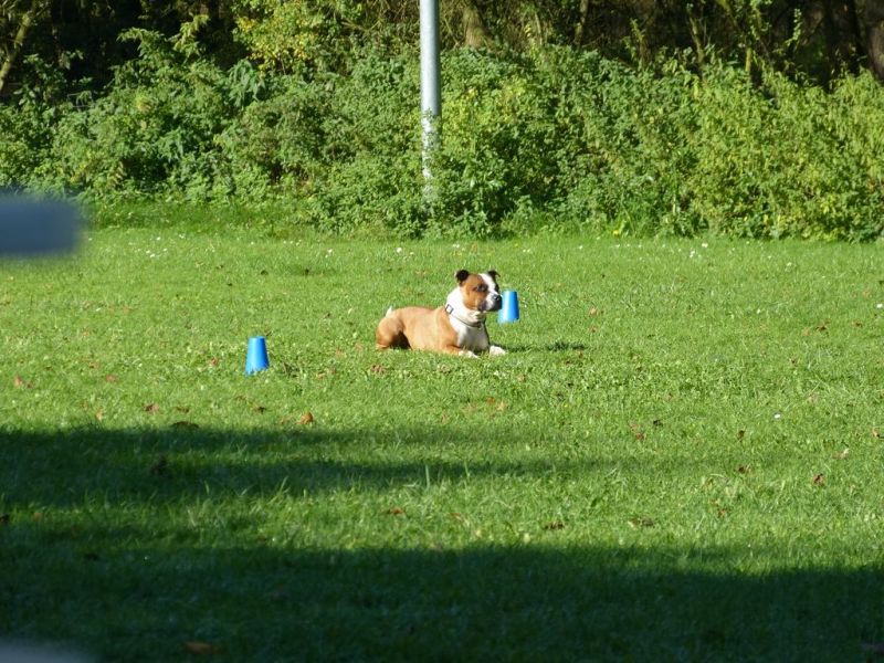 Obi-Prüfung Oktober 2017