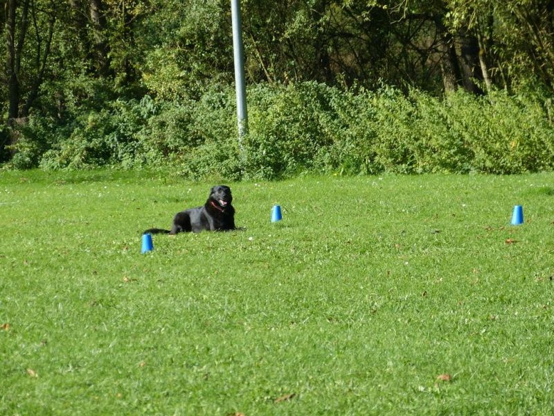 Obi-Prüfung Oktober 2017