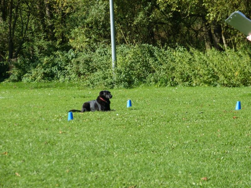 Obi-Prüfung Oktober 2017