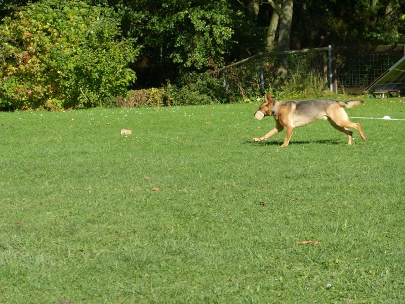 Obi-Prüfung Oktober 2017